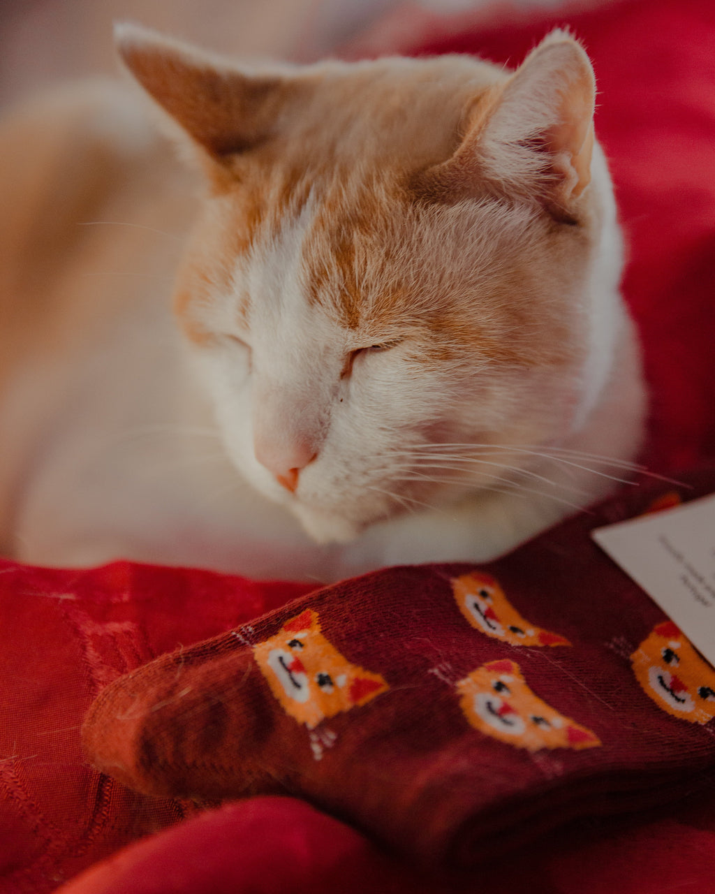Cat Socks