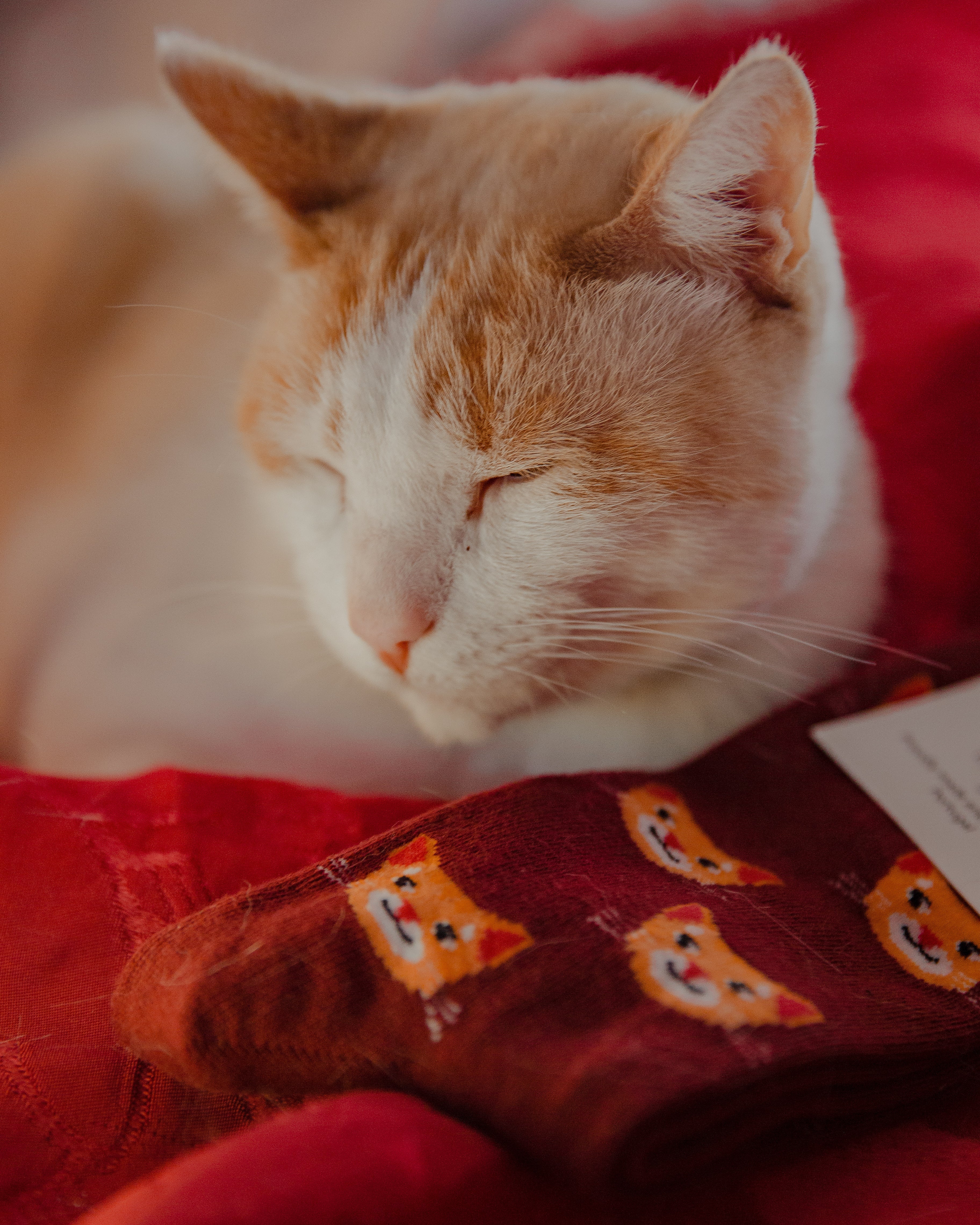 Cat Socks